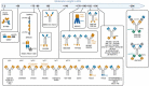 The figure is ordering the different molecule designs by size in kDa on a scale. The smallest molecule has a molecular weight of 7.2 kDa the biggest molecules display a molecular weight of around 296 kDa.