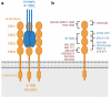 Shows schematically how 4–1BBL and agonistic 4–1BB molecules are interacting with the 4–1BB receptors. The epitopes can be in the CRD1-CDR4 domains and the epitope can be distal or proximal to the effector cell membrane.