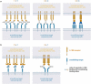 The figure indicates the needed amounts of molecules and targeting receptors for optimal 4–1BB clustering depending on the valency of the molecule.