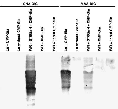 FIG. 4