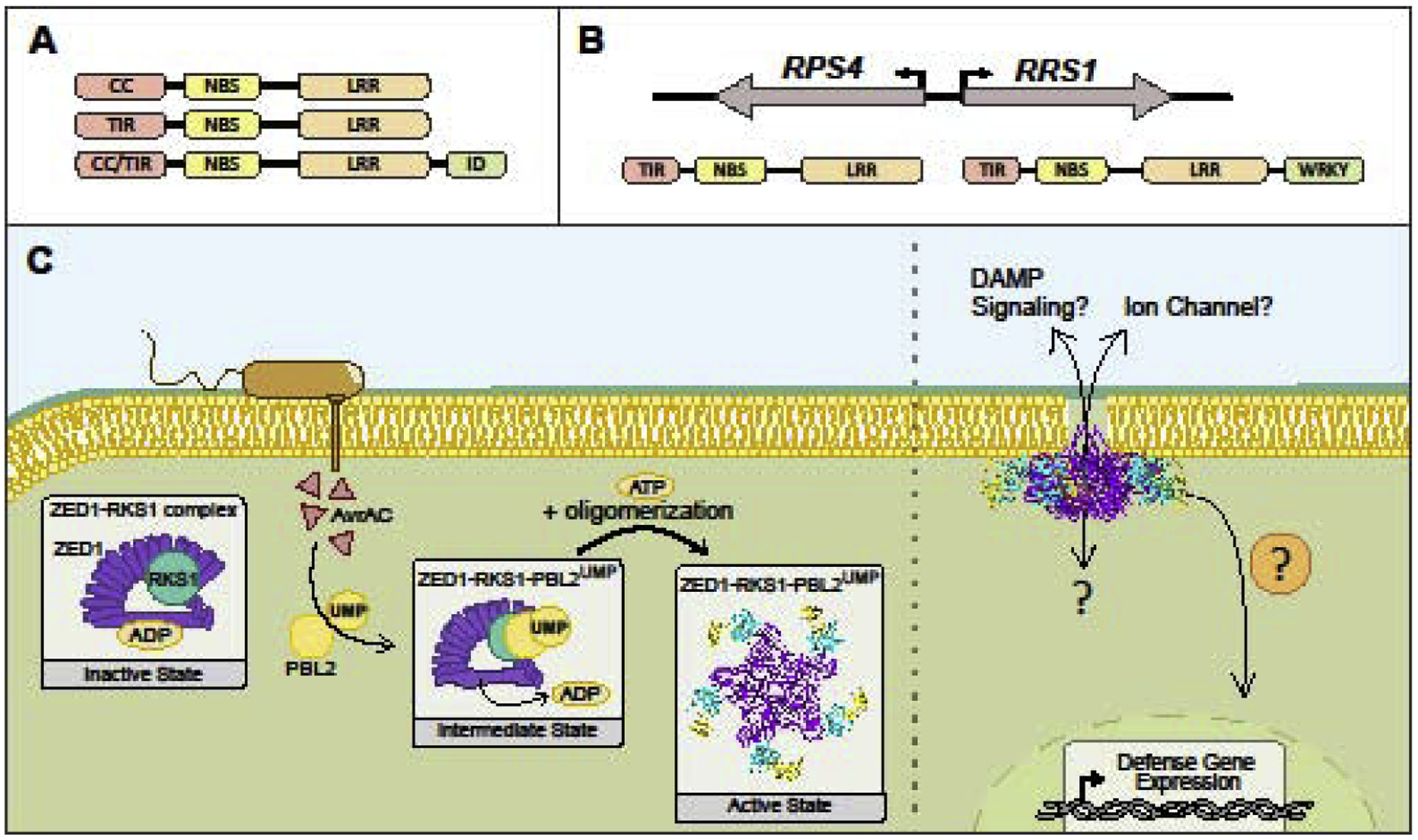 Figure 2: