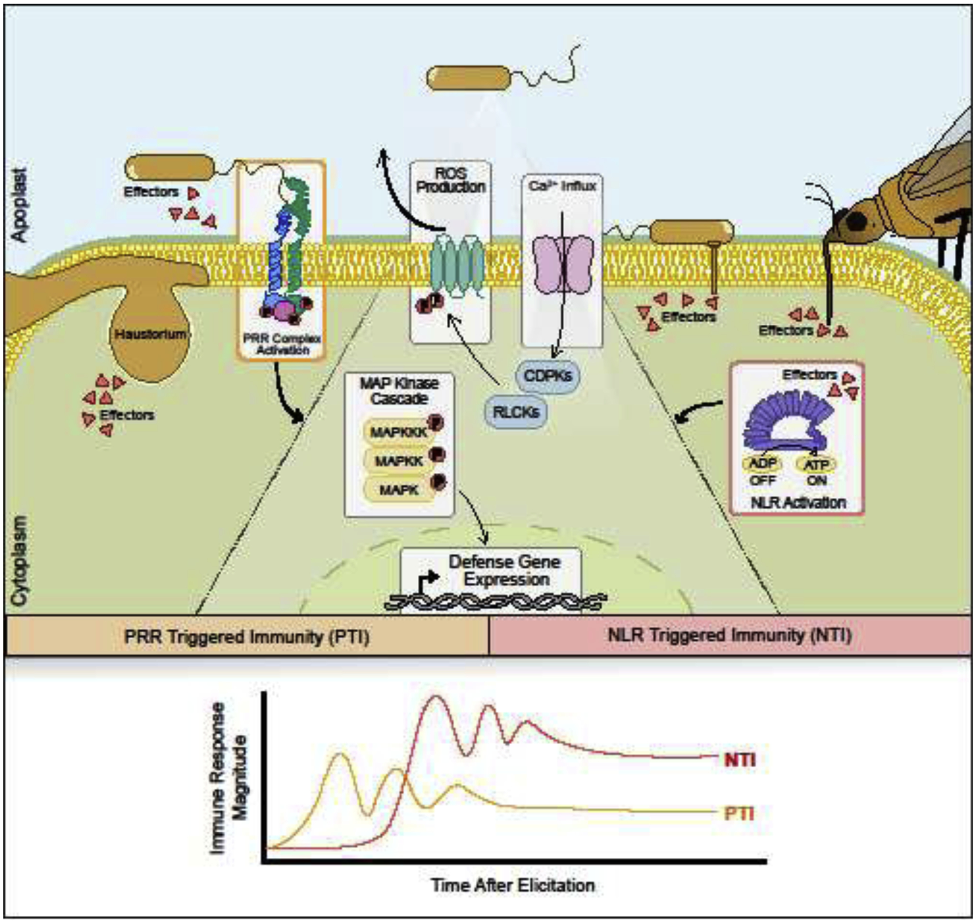 Figure 1: