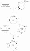 FIG. 1.
