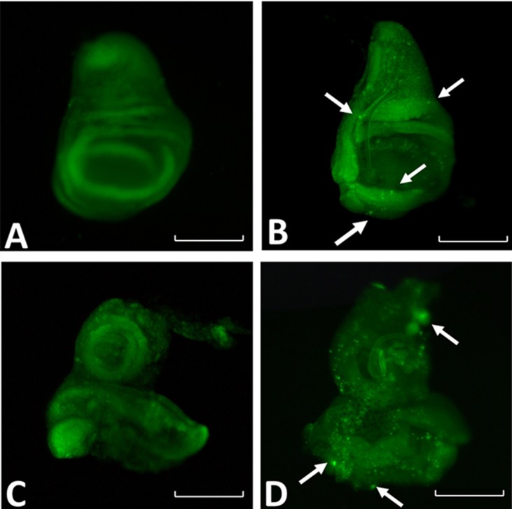 Fig 6