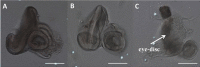 Fig 5