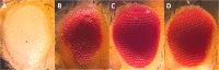 Fig 7