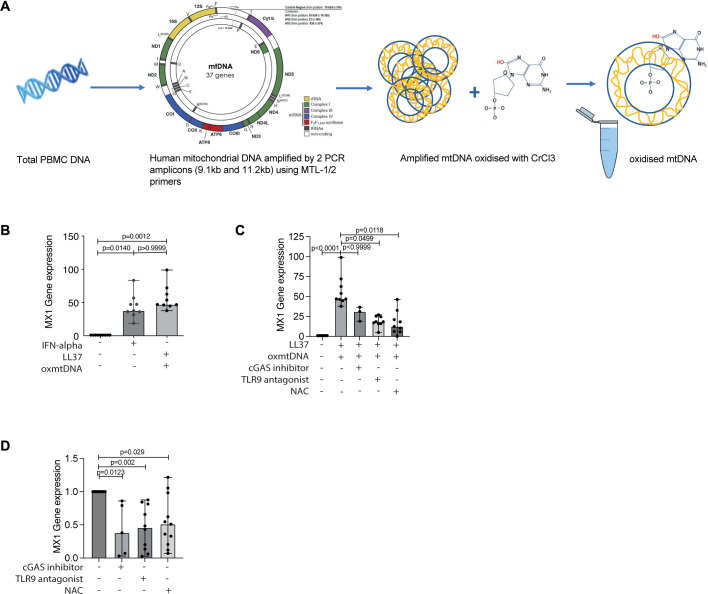 Role of CD14+ monocyte-derived oxidised mitochondrial DNA in the ...