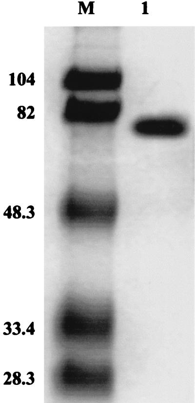 FIG. 1