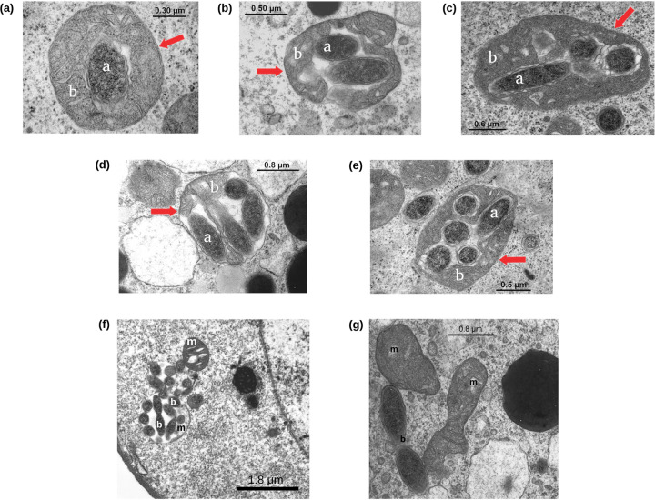 FIG 1