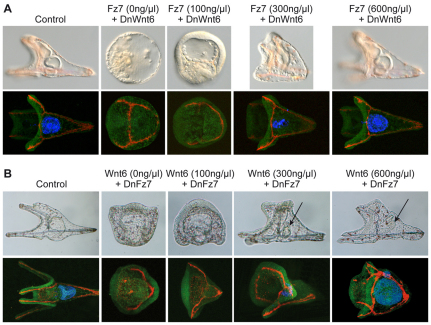 Fig. 8.