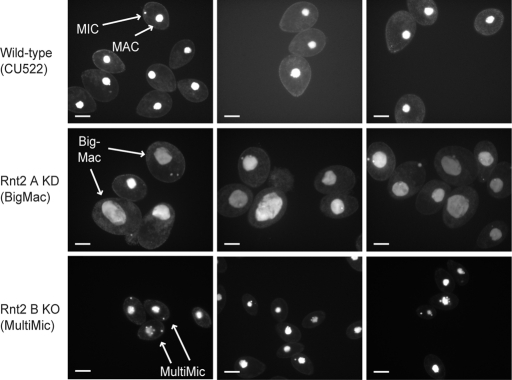 FIGURE 2: