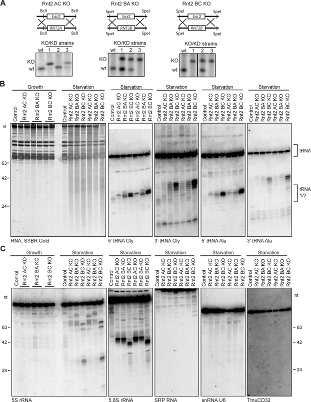 FIGURE 4: