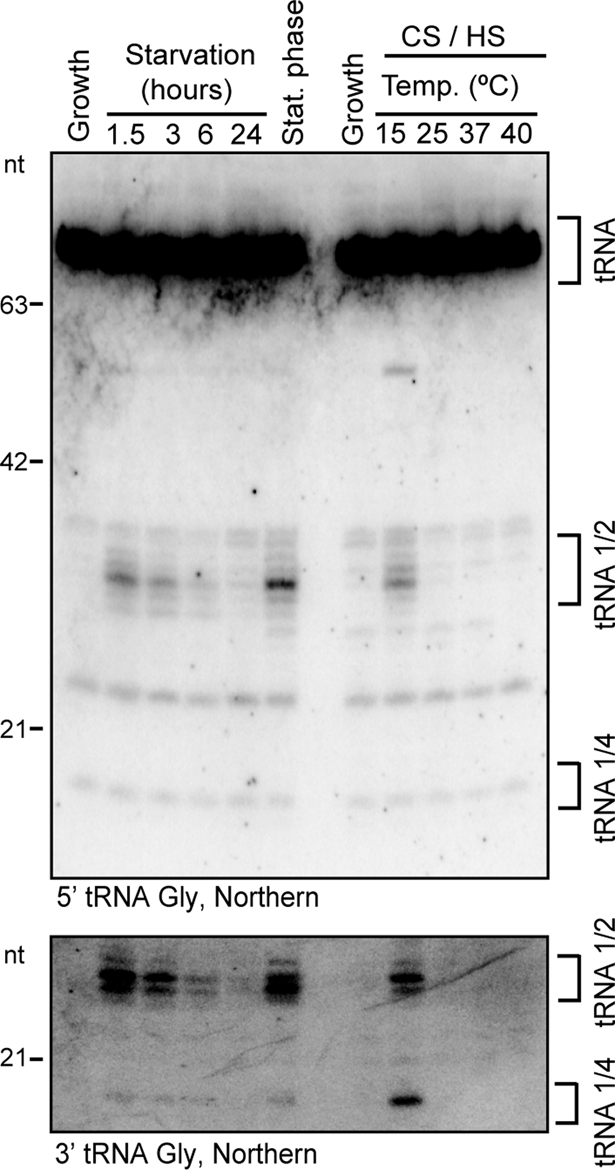 FIGURE 5: