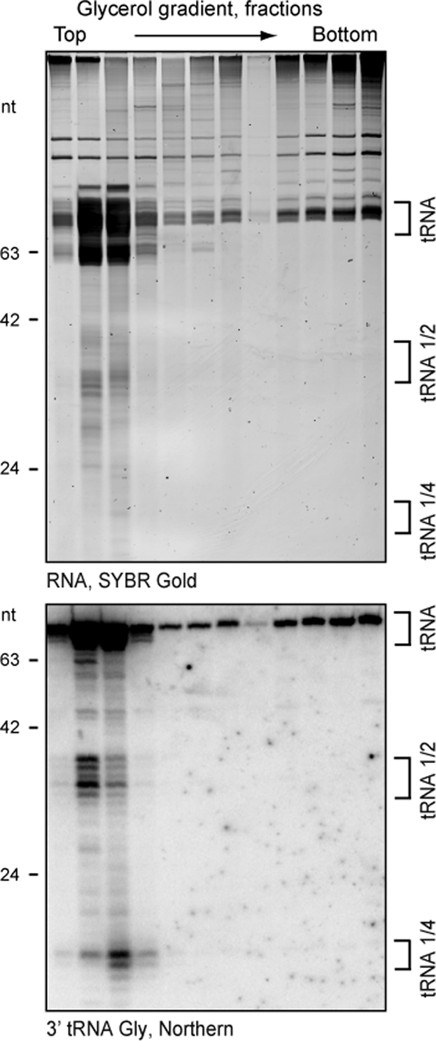 FIGURE 6: