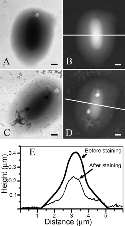 FIG. 2.