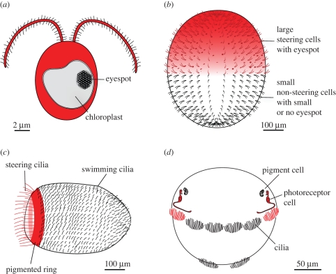 Figure 1.