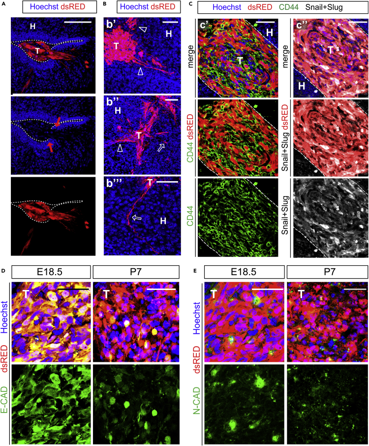 Figure 3