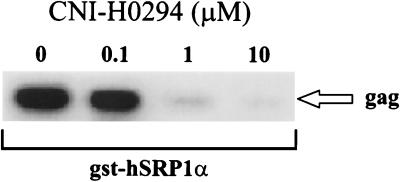 FIG. 1