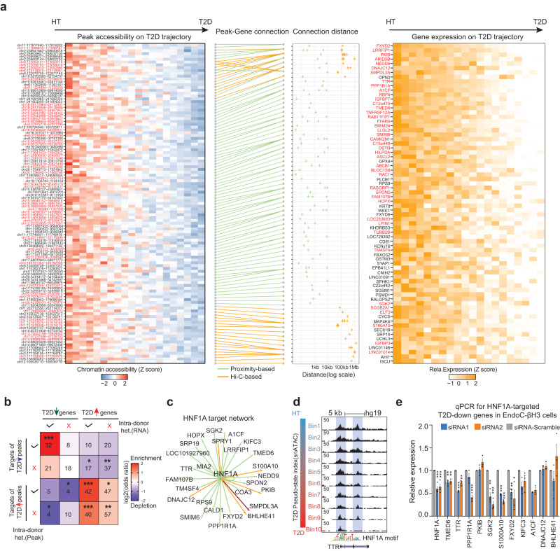 Single cell multiomic analysis reveals diabetes-associated β-cell heterogeneity driven by HNF1A.