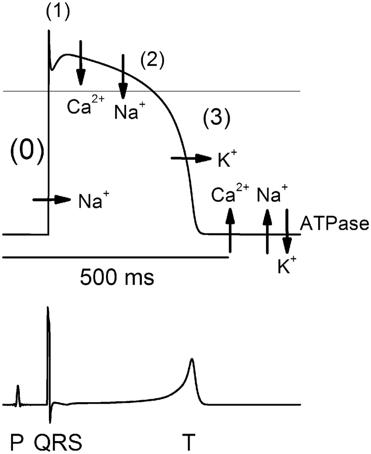 Fig. 1