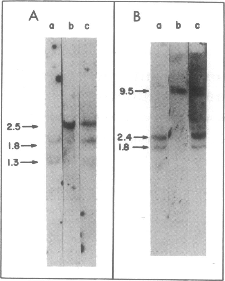 graphic file with name pnas00017-0158-b.jpg