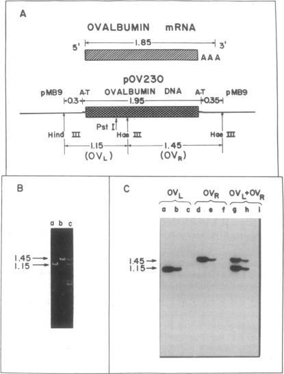 graphic file with name pnas00017-0158-a.jpg