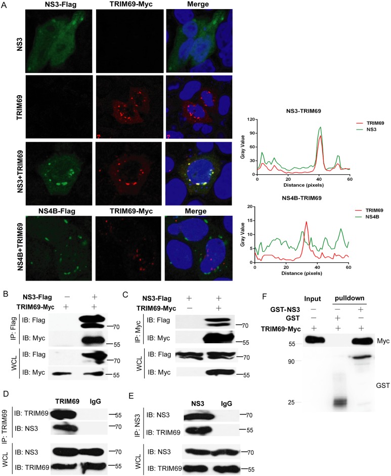 Fig 6