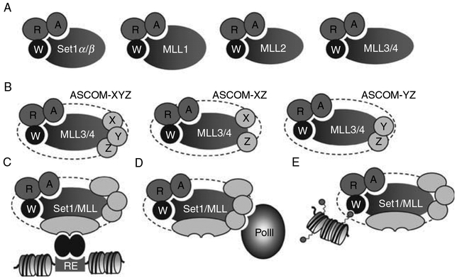 Fig. 2.