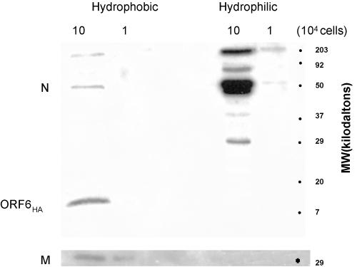 FIG. 6.