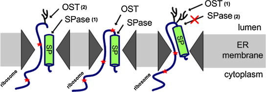 Fig. 12