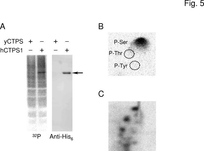 Fig. 5