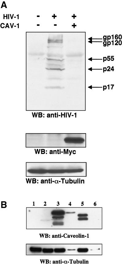 FIG. 5.