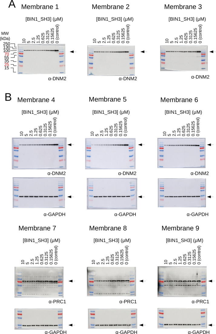 Figure 3—figure supplement 2.