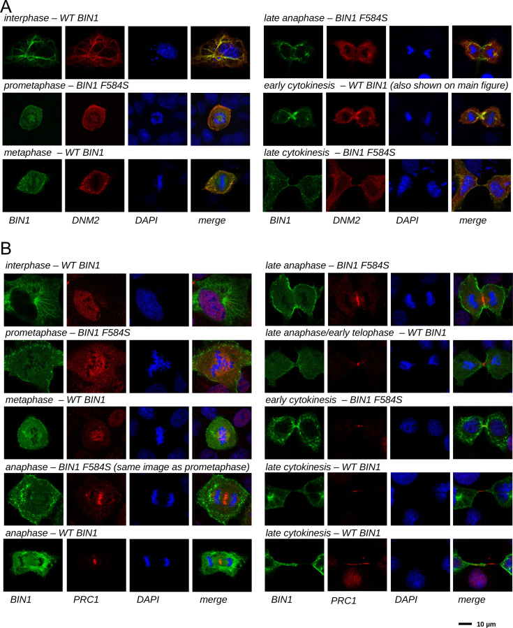 Figure 6—figure supplement 1.