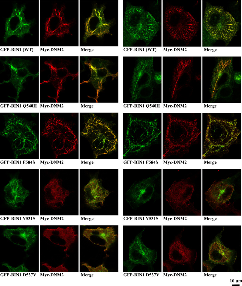 Figure 2—figure supplement 1.