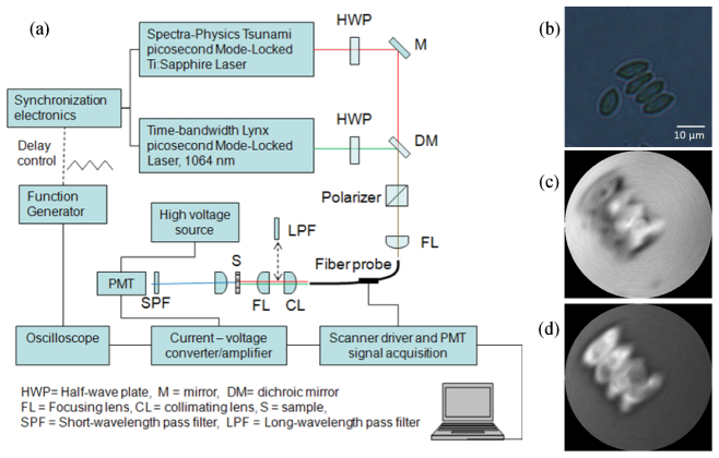 Fig. 7