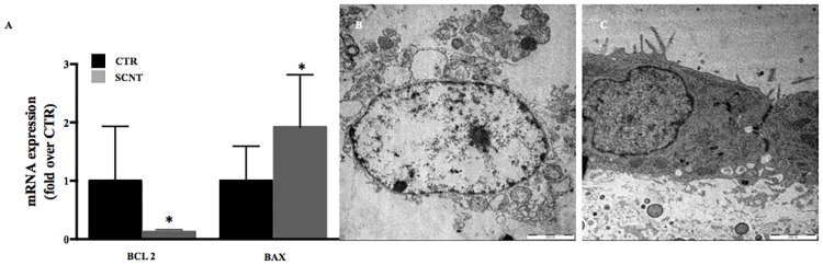 Fig 5