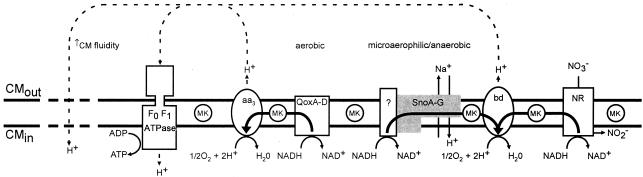 FIG. 12.