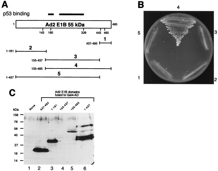 FIG. 8