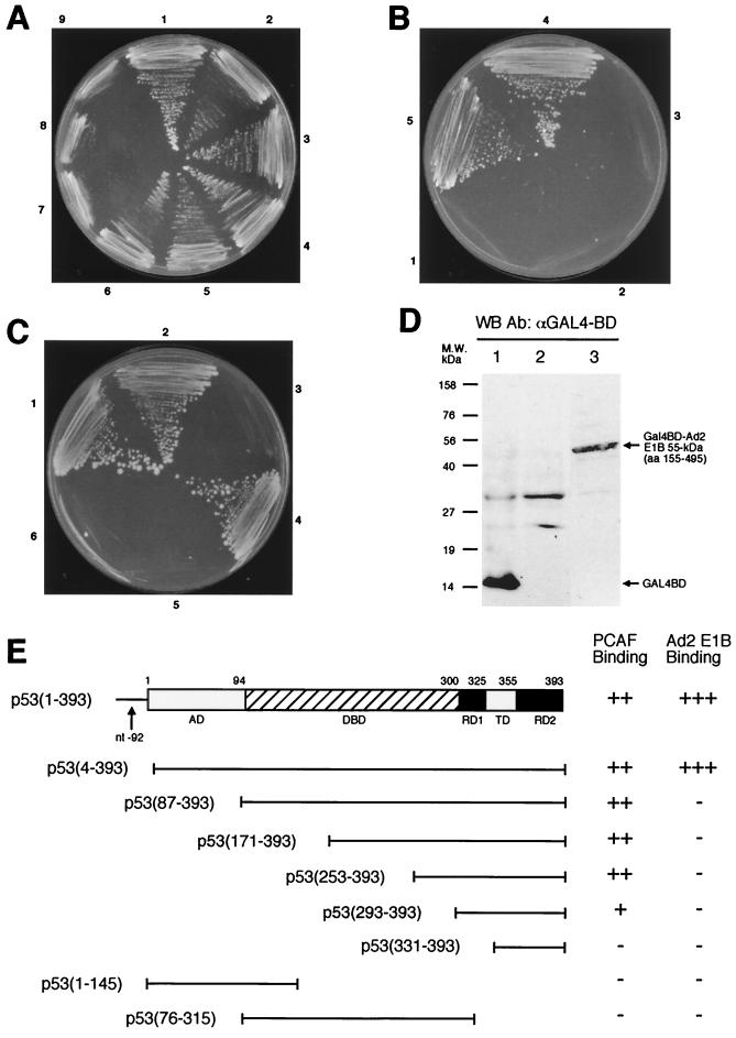 FIG. 7