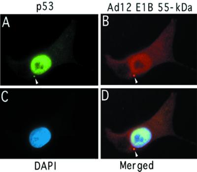 FIG. 6