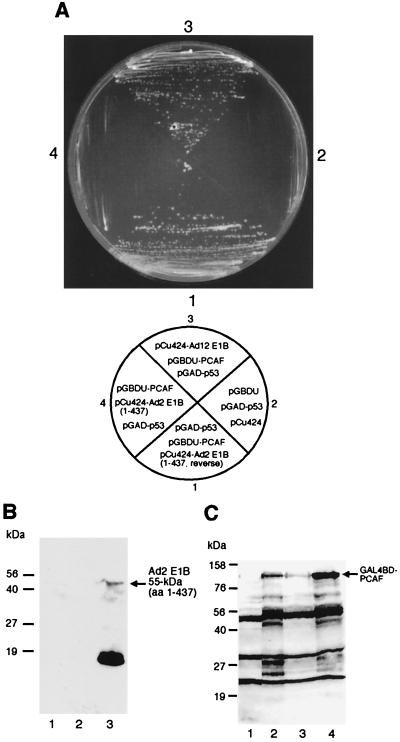 FIG. 9