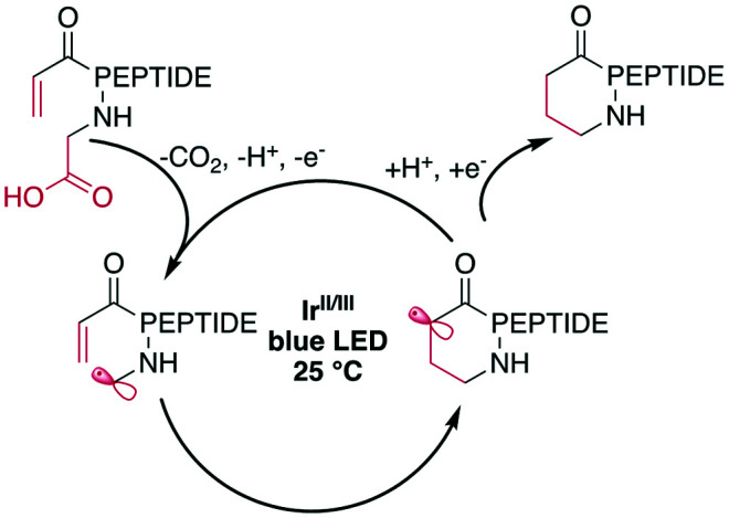 Scheme 25