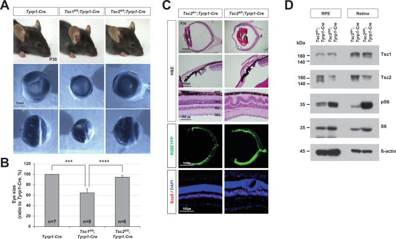 Figure 1—figure supplement 4.