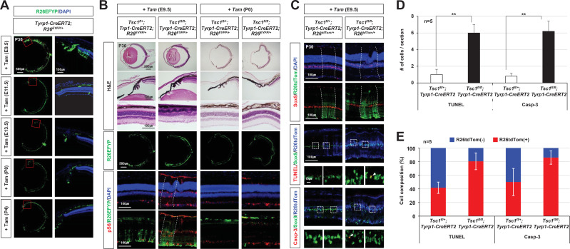 Figure 4—figure supplement 2.