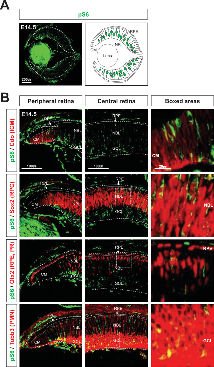 Figure 1—figure supplement 1.