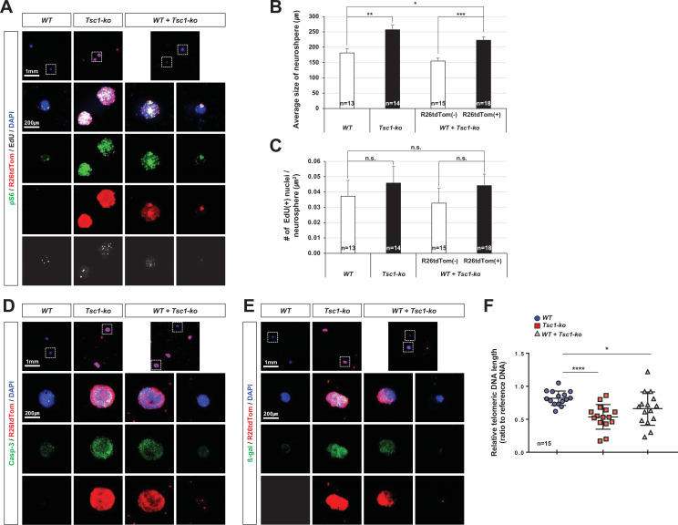 Figure 4—figure supplement 3.