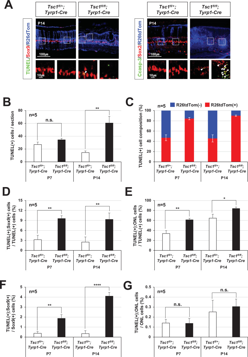 Figure 1—figure supplement 3.