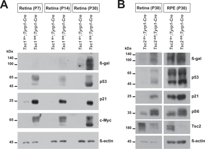 Figure 5—figure supplement 3.