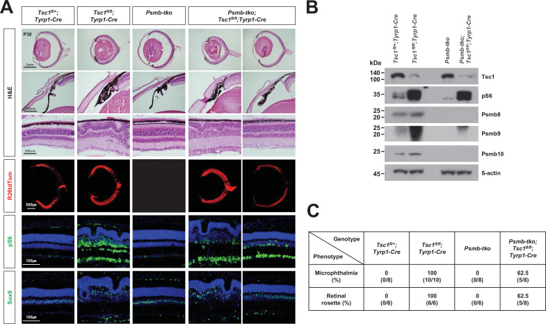 Figure 6—figure supplement 2.